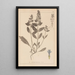 Herbarium francuskiej flory Pl0896 - Louis Antoine Cusin — oprawiony obraz na ścianie