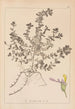 Herbarium francuskiej flory Pl0903 - Louis Antoine Cusin — widok dzieła
