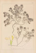 Herbier de la flore française Pl0912 - Louis Antoine Cusin — widok dzieła