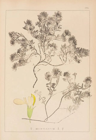 Louis Antoine Cusin - Herbier de la flore franaise Pl0912.webp
