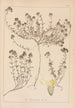Herbier de la flore française Pl0914 - Louis Antoine Cusin — widok dzieła