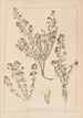 Herbier de la flore française Pl0915 - Louis Antoine Cusin — widok dzieła