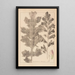 Herbier de la flore française Pl0916 - Louis Antoine Cusin — oprawiony obraz na ścianie
