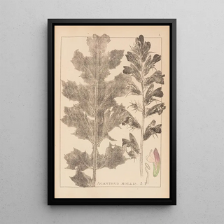Louis Antoine Cusin - Herbier de la flore franaise Pl0916.webp