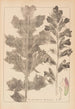 Herbier de la flore française Pl0916 - Louis Antoine Cusin — widok dzieła