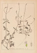 Herbier de la flore française Pl0917 - Louis Antoine Cusin — widok dzieła
