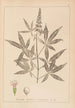 Herbier de la flore française Pl0918 - Louis Antoine Cusin — widok dzieła