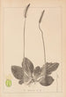 Herbier de la flore française Pl0923 - Louis Antoine Cusin — widok dzieła