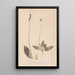 Herbier de la flore française Pl0924 - Louis Antoine Cusin — oprawiony obraz na ścianie