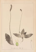 Herbier de la flore française Pl0924 - Louis Antoine Cusin — widok dzieła