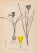 Herbier de la flore française Pl0958 - Louis Antoine Cusin — widok dzieła