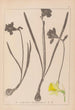 Herbier de la flore française Pl0960 - Louis Antoine Cusin — widok dzieła
