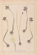 Herbier de la flore française Pl0969 - Louis Antoine Cusin — widok dzieła