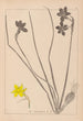 Herbier de la flore française Pl0970 - Louis Antoine Cusin — widok dzieła