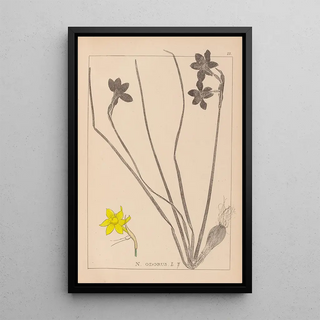 Louis Antoine Cusin - Herbier de la flore franaise Pl0970.webp