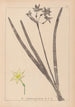 Herbier de la flore française Pl0971 - Louis Antoine Cusin — widok dzieła