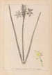 Herbier de la flore française Pl0972 - Louis Antoine Cusin — widok dzieła