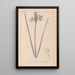 Herbier de la flore française Pl0972 - Louis Antoine Cusin — oprawiony obraz na ścianie