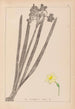 Herbier de la flore française Pl0973 - Louis Antoine Cusin — widok dzieła
