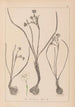 Herbier de la flore française Pl0974 - Louis Antoine Cusin — widok dzieła