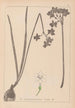 Herbier de la flore française Pl0975 - Louis Antoine Cusin — widok dzieła