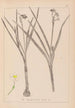 Herbier de la flore française Pl0976 - Louis Antoine Cusin — widok dzieła