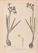 Herbier de la flore française Pl0977 - Louis Antoine Cusin — widok dzieła