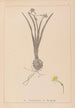 Herbier de la flore française Pl0978 - Louis Antoine Cusin — widok dzieła