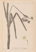 Herbier de la flore française Pl0979 - Louis Antoine Cusin — widok dzieła