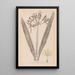 Herbier de la flore française Pl0980 - Louis Antoine Cusin — oprawiony obraz na ścianie
