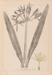 Herbier de la flore française Pl0980 - Louis Antoine Cusin — widok dzieła