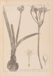 Herbier de la flore française Pl0981 - Louis Antoine Cusin — widok dzieła