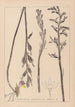 Herbier de la flore française Pl0982 - Louis Antoine Cusin — widok dzieła