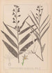 Herbier de la flore française Pl0983 - Louis Antoine Cusin — widok dzieła