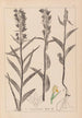 Herbier de la flore française Pl0984 - Louis Antoine Cusin — widok dzieła