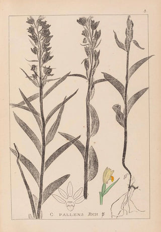 Louis Antoine Cusin - Herbier de la flore franaise Pl0984.webp
