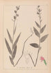 Herbier de la flore française Pl0985 - Louis Antoine Cusin — widok dzieła