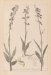 Herbier de la flore française Pl0986 - Louis Antoine Cusin — widok dzieła