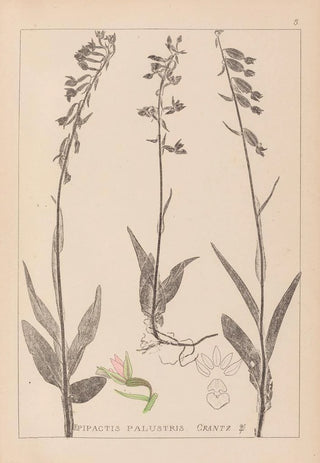Louis Antoine Cusin - Herbier de la flore franaise Pl0986.webp
