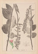 Herbier de la flore française Pl0987 - Louis Antoine Cusin — widok dzieła