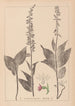 Herbier de la flore française Pl0988 - Louis Antoine Cusin — widok dzieła