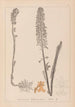 Herbier de la flore française Pl0990 - Louis Antoine Cusin — widok dzieła