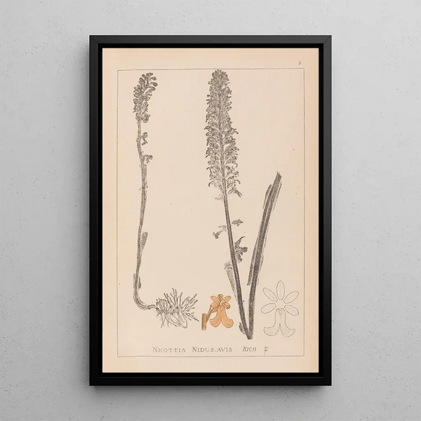Louis Antoine Cusin - Herbier de la flore franaise Pl0990.webp