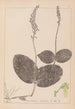 Herbier de la flore française Pl0991 - Louis Antoine Cusin — widok dzieła