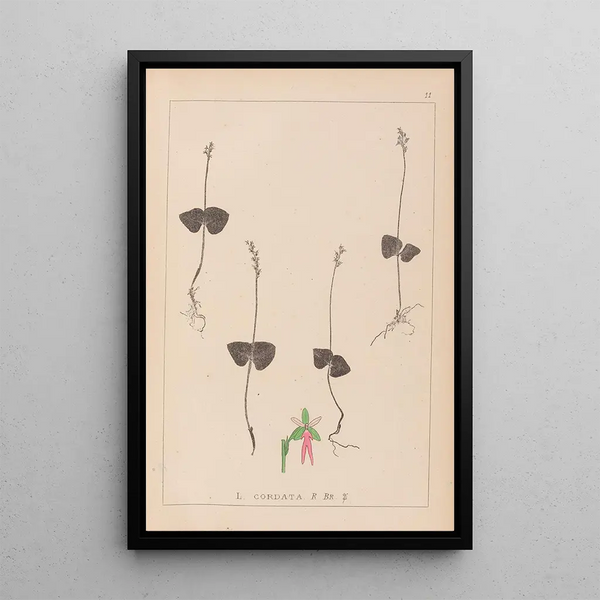 Louis Antoine Cusin - Herbier de la flore franaise Pl0992.webp