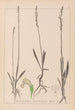 Herbier de la flore française Pl0993 - Louis Antoine Cusin — widok dzieła