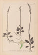 Herbarium francuskiej flory Pl0995 - Louis Antoine Cusin — widok dzieła