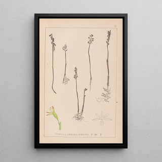 Louis Antoine Cusin - Herbier de la flore franaise Pl0996.webp