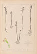 Herbier de la flore française Pl0996 - Louis Antoine Cusin — widok dzieła