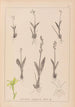 Herbier de la flore française Pl0997 - Louis Antoine Cusin — widok dzieła